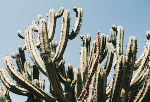 Billeje & lejebil i Funchal