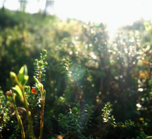 Billeje & biludlejning Härjedalen Sveg Lufthavn