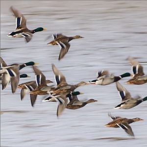 Billeje & biludlejning Ronneby Lufthavn