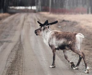 Billeje & lejebil i Lycksele