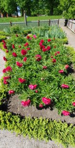 Billeje & lejebil i Landscrone