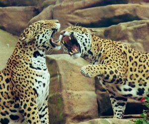 Billeje & lejebil i Eskilstuna