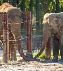Billeje & lejebil i İzmir