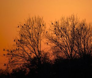 Billeje & lejebil i Treviso