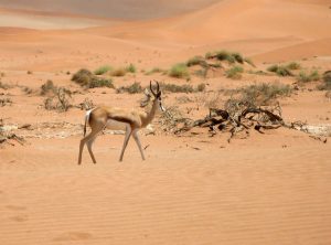 Billig biludlejning i Namibia