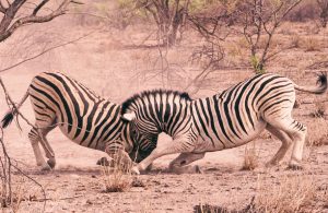Billeje & biludlejning Windhoek Airport
