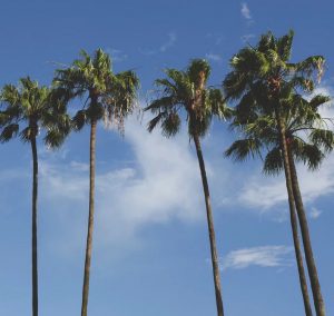 Billeje & biludlejning Orlando Airport