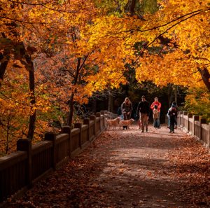 Lejebil & biludlejning i Illinois