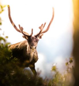 Billeje & lejebil i Gällivare