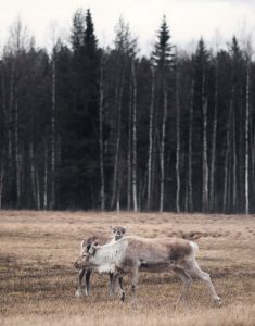 Billeje & biludlejning Lycksele Lufthavn