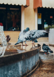 Billeje & lejebil i Lublin