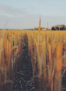 Billeje & biludlejning Lidköping-Hovby Lufthavn