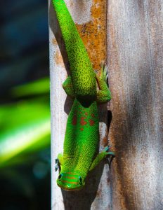Billeje & lejebil i St. Denis