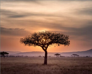 Billeje & biludlejning Queenstown Lufthavn